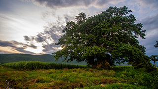 Este bonito árbol de Amate Amarillo se encuentra ubicado en el campo el Ajal de la colonia Alejandra de Tlaltizapán, Morelos. Enfrente de los balnearios Santa Isabel y Las Estacas