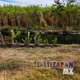 Siembra de nopal a la orilla del canal de Tlaltizapán