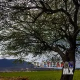 Postal de un Mezquite y cerro de Santa María a la orilla del Canal de Tlaltizapán