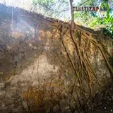 Amate en paredes de xochimancas.