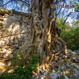 Gran amate en paredes.