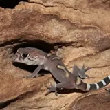 Gecos y coleonyx vistos en Tlaltizapán