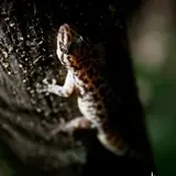 Geckos y coleonyx vistos en Tlaltizapán