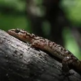 Gecos y coleonyx vistos en Tlaltizapán