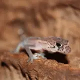 Gecos y coleonyx vistos en Tlaltizapán