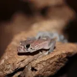 Gecos y coleonyx vistos en Tlaltizapán