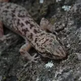 Gecos y coleonyx vistos en Tlaltizapán