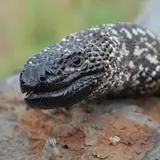 Lagarto escorpión (Heloderma horridum) - Espécimen nativo en Tlaltizapán, Morelos