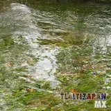 El apancle de los ricos en Tlaltizapán Morelos