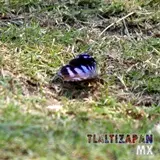 mariposa sobre la vereda