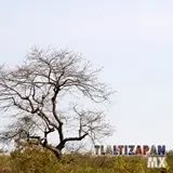 Paisaje natural del bello pueblo mágico de Tlaltizapán, Morelos