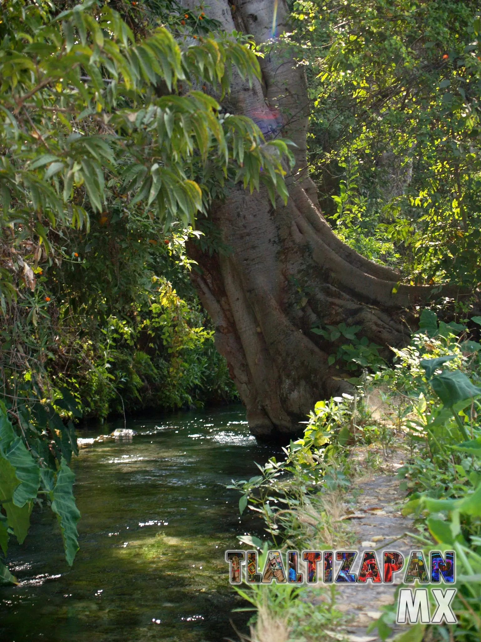 Árbol a la orilla del apancle de los ricos en Tlaltizapán