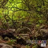 Paisaje dentro de la barranca del cerro de Santa María en Tlaltizapán, Morelos