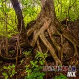 Vegetación del cerro Santa María de Tlaltizapán, Morelos
