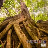 Vegetación del cerro Santa María de Tlaltizapán, Morelos