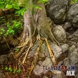Paisaje dentro de la barranca del cerro de Santa María en Tlaltizapán, Morelos