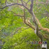 Árboles amates en el cerro Santa María de Tlaltizapán, Morelos