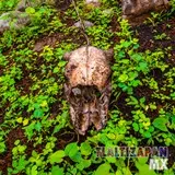 Cráneo de un bovino en el cerro Santa María en Tlaltizapán, Morelos