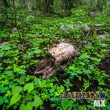 Cráneo de un bovino en el cerro Santa María en Tlaltizapán, Morelos