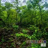 Paisaje dentro de la barranca del cerro de Santa María en Tlaltizapán, Morelos