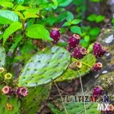 Nopales y tunas creciendo en el cerro Santa María de Tlaltizapán, Morelos