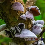 Hongos creciendo en rama de árbol