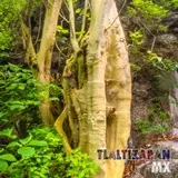 Amate amarillo en el cerro Santa María de Tlaltizapán