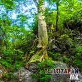 Paisaje dentro de la barranca del cerro de Santa María en Tlaltizapán, Morelos