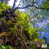 Amate amarillo vista desde sus raices en barranca de Tlaltizapán