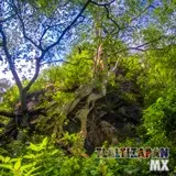 Gran amate amarillo creciendo en las paredes de la barranca en el cerro Santa María
