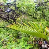 Caminando entre las veredas del cerro Santa María.