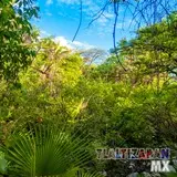 Selva baja caducifolia: ecosistema del cerro Santa María de Tlaltizapán