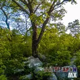 Vegetación en el cerro Santa María en Tlaltizapán, Morelos
