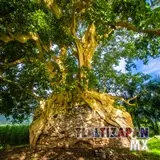 Gran árbol Amate Amarillo de la colonia Alejandra de Tlaltizapán, Morelos