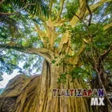 Amate Amarillo- Centinela del tiempo