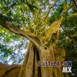 La inmensidad de un Amate Amarillo visto desde abajo hacia arriba