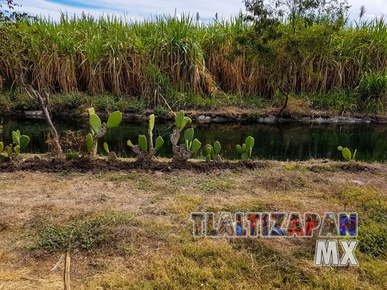 Siembra de nopal a la orilla del canal de Tlaltizapán