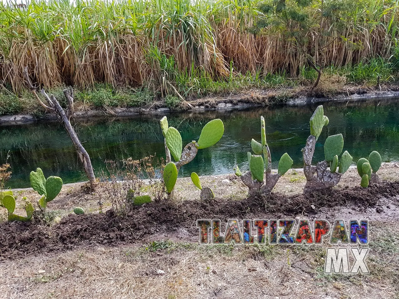 Siembra de nopal a la orilla del canal de Tlaltizapán