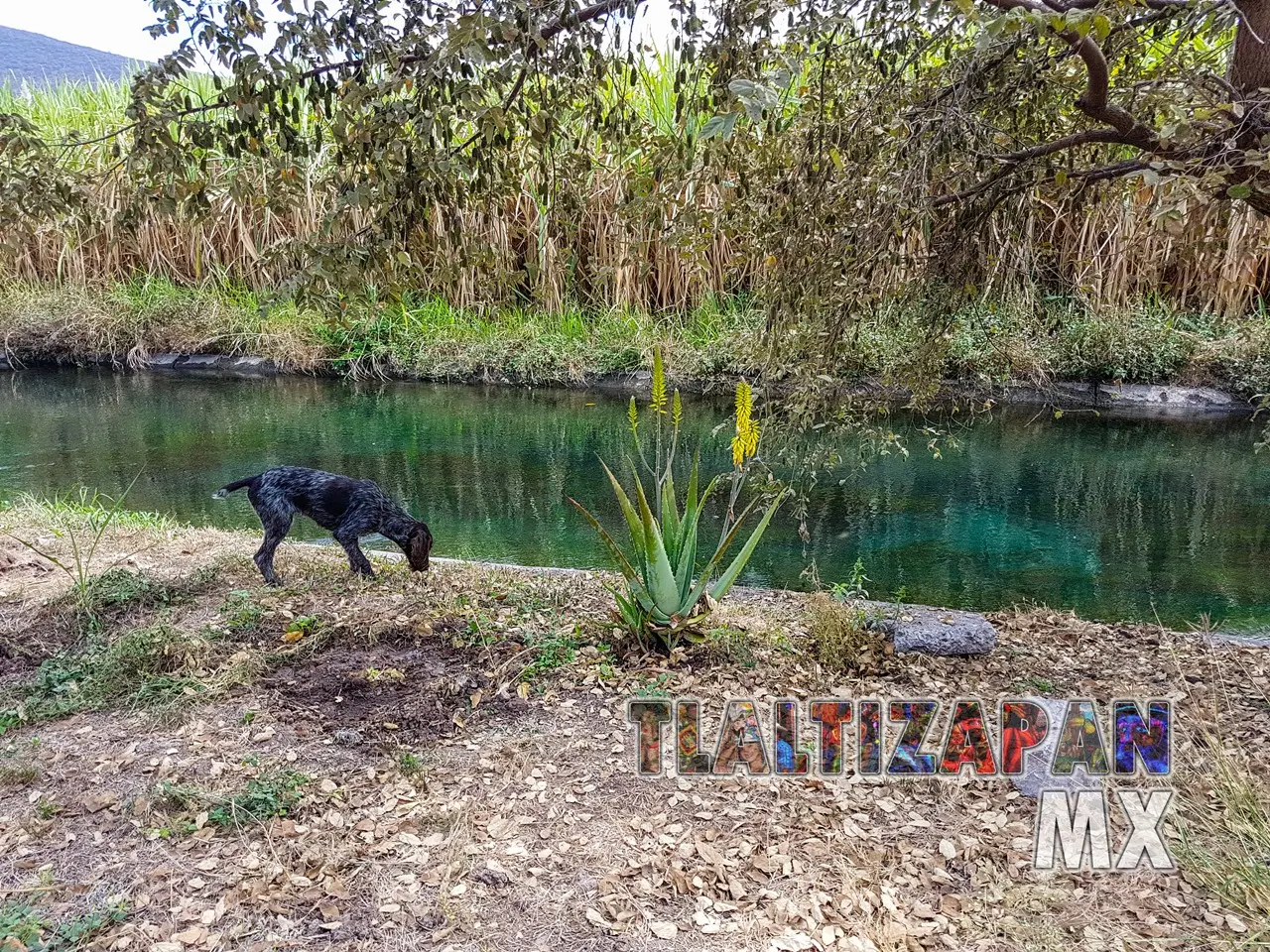 On the banks of the irrigation canal of Tlaltizapan