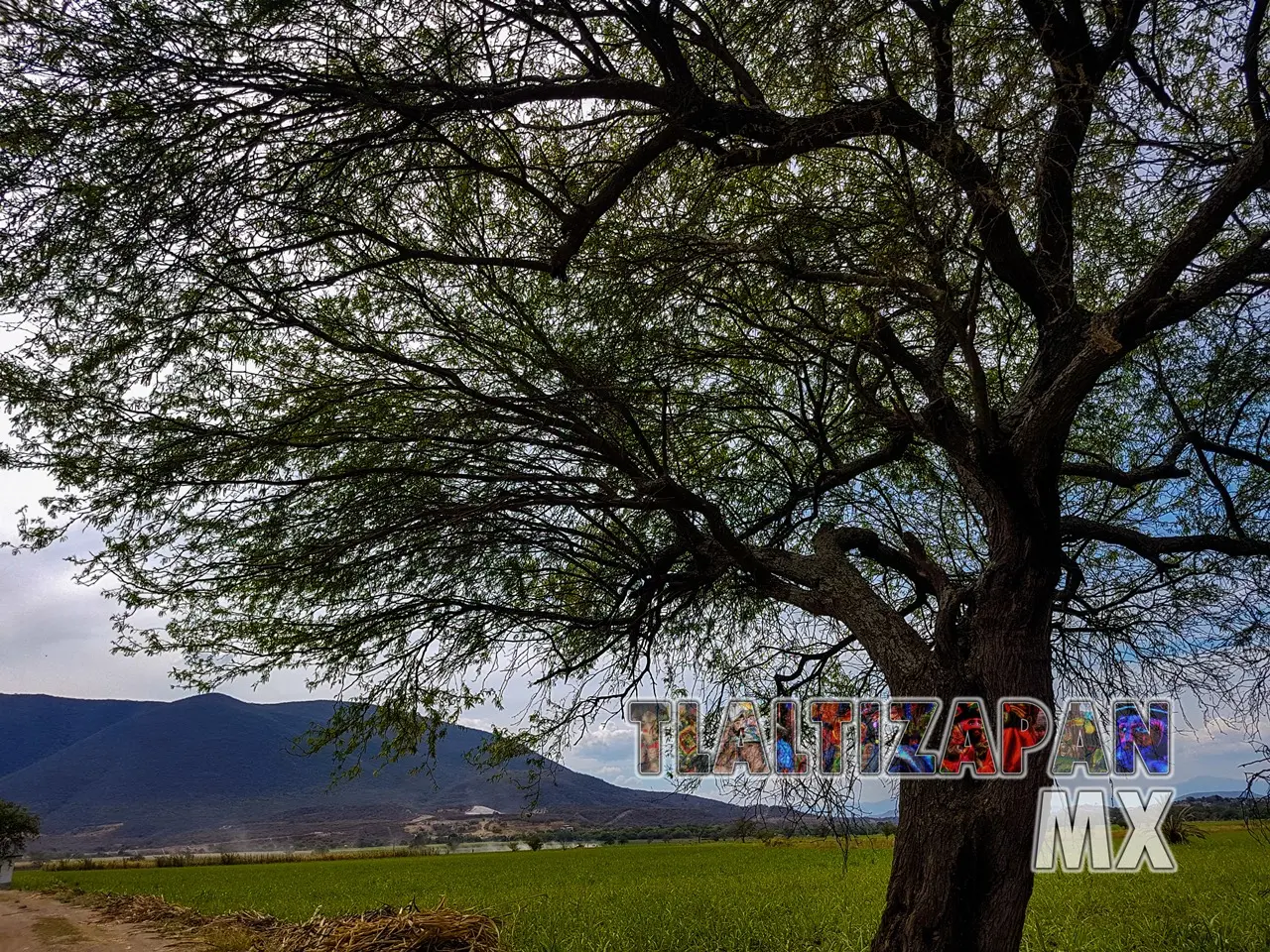 Postal de un Mezquite y cerro de Santa María a la orilla del Canal de Tlaltizapán