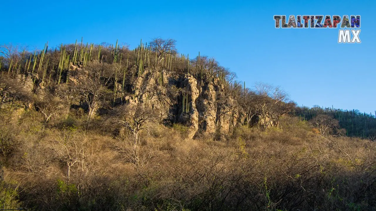 Organales de temilpa 07 de Marzo del 2019 | Coleccion multimedia | Tlaltizapan.mx