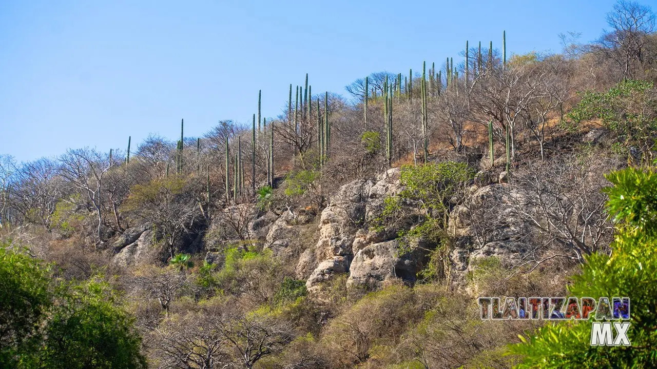 Organales de temilpa 07 de Marzo del 2019 | Coleccion multimedia | Tlaltizapan.mx