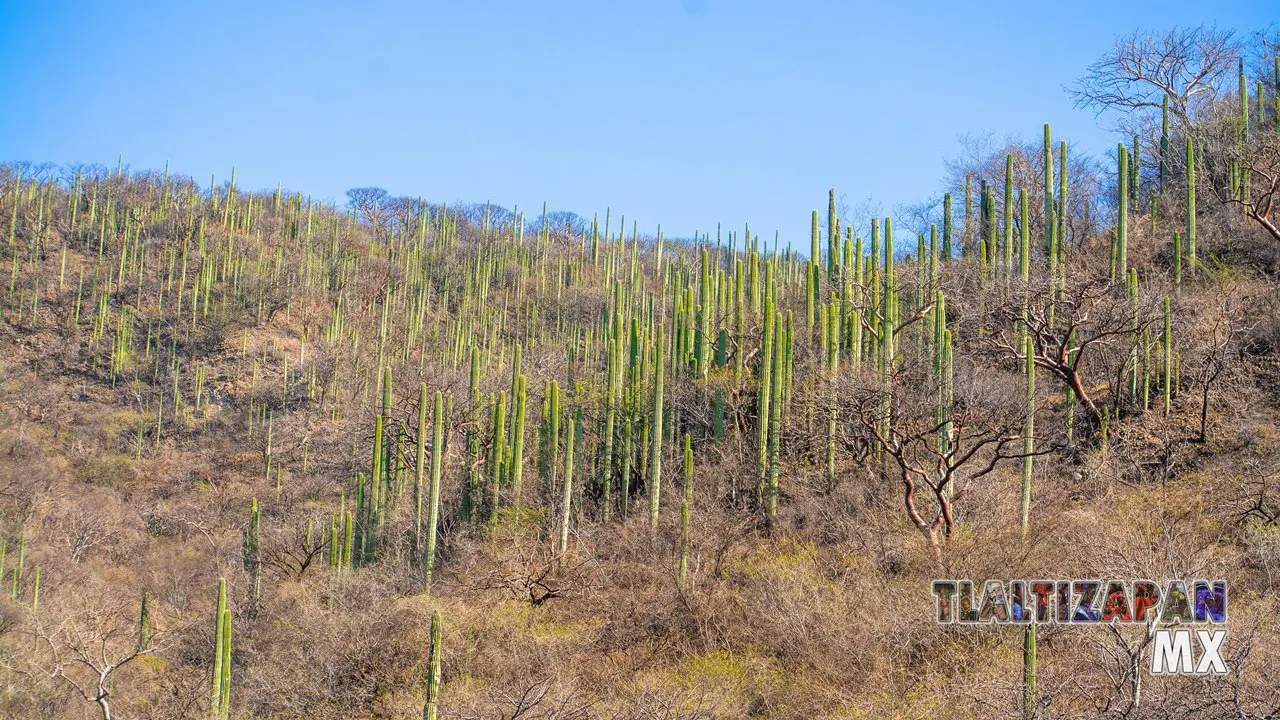 Explorando el Encanto del Cerro de Cactus en el pueblo Magico de Tlaltizapán, Morelos