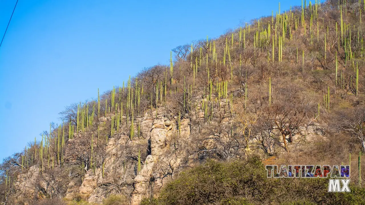 Organales de temilpa 07 de Marzo del 2019 | Coleccion multimedia | Tlaltizapan.mx