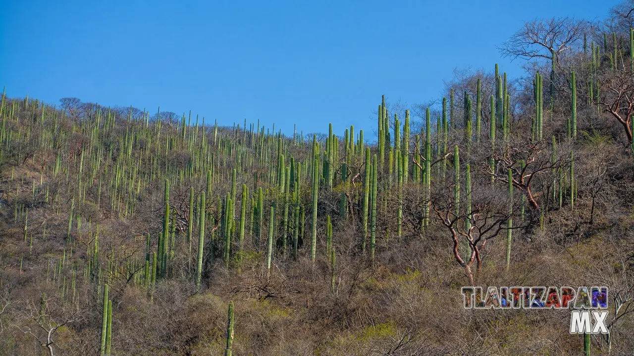 Organales de temilpa 07 de Marzo del 2019 | Coleccion multimedia | Tlaltizapan.mx