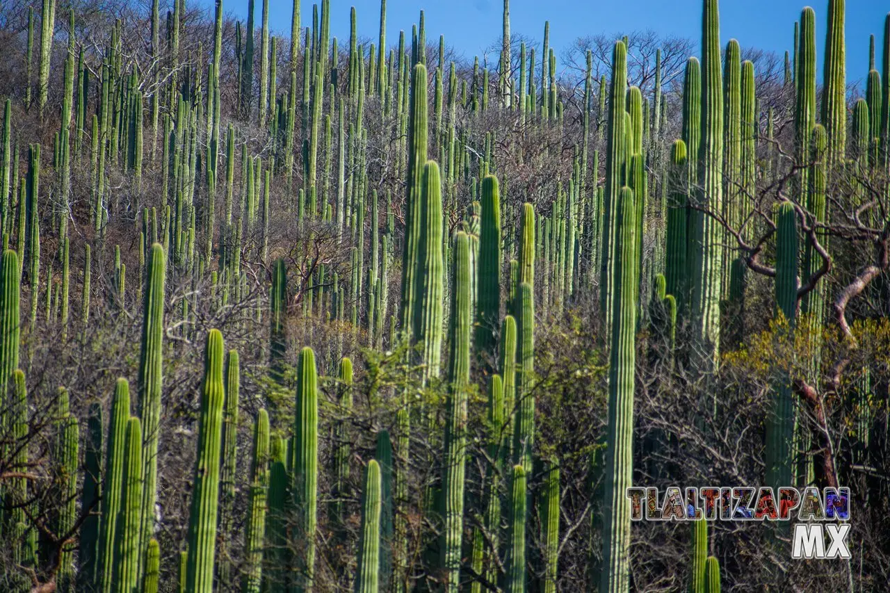 Organales de temilpa 07 de Marzo del 2019 | Coleccion multimedia | Tlaltizapan.mx