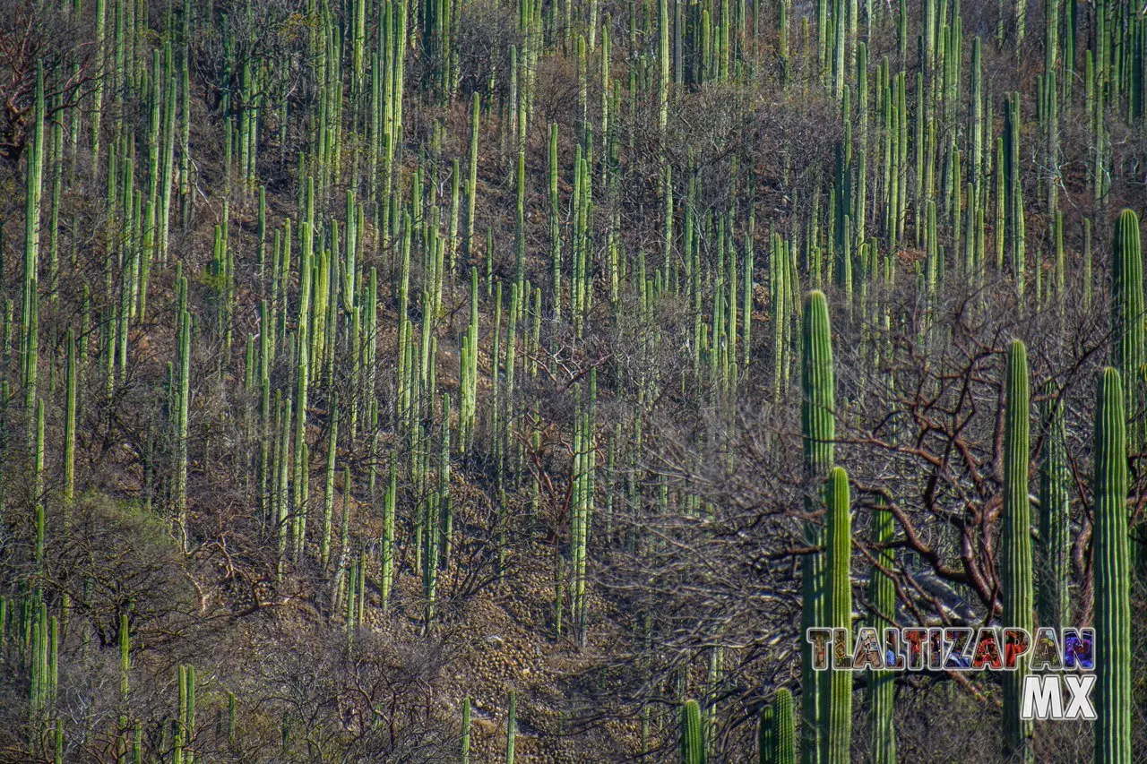 Organales de temilpa 07 de Marzo del 2019 | Coleccion multimedia | Tlaltizapan.mx