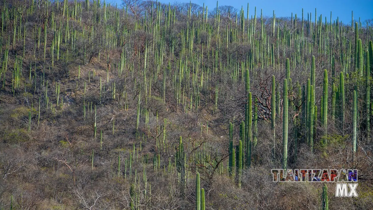 Organales de temilpa 07 de Marzo del 2019 | Coleccion multimedia | Tlaltizapan.mx