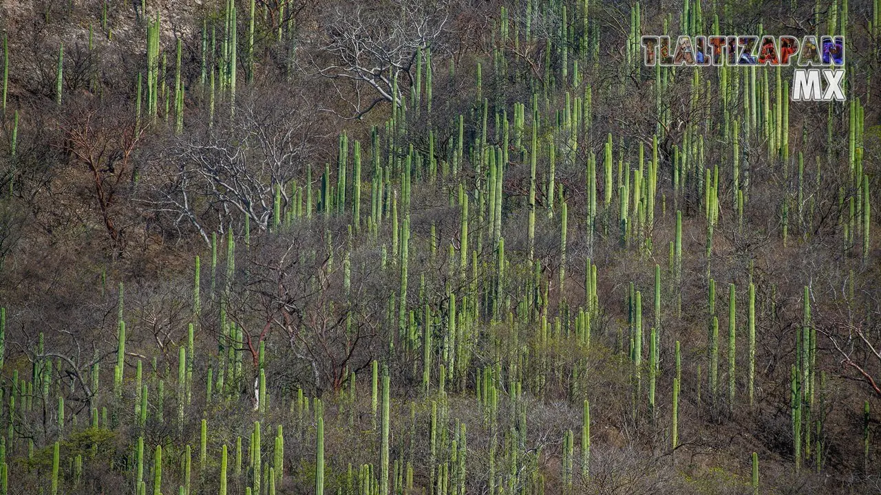 Organales de temilpa 07 de Marzo del 2019 | Coleccion multimedia | Tlaltizapan.mx