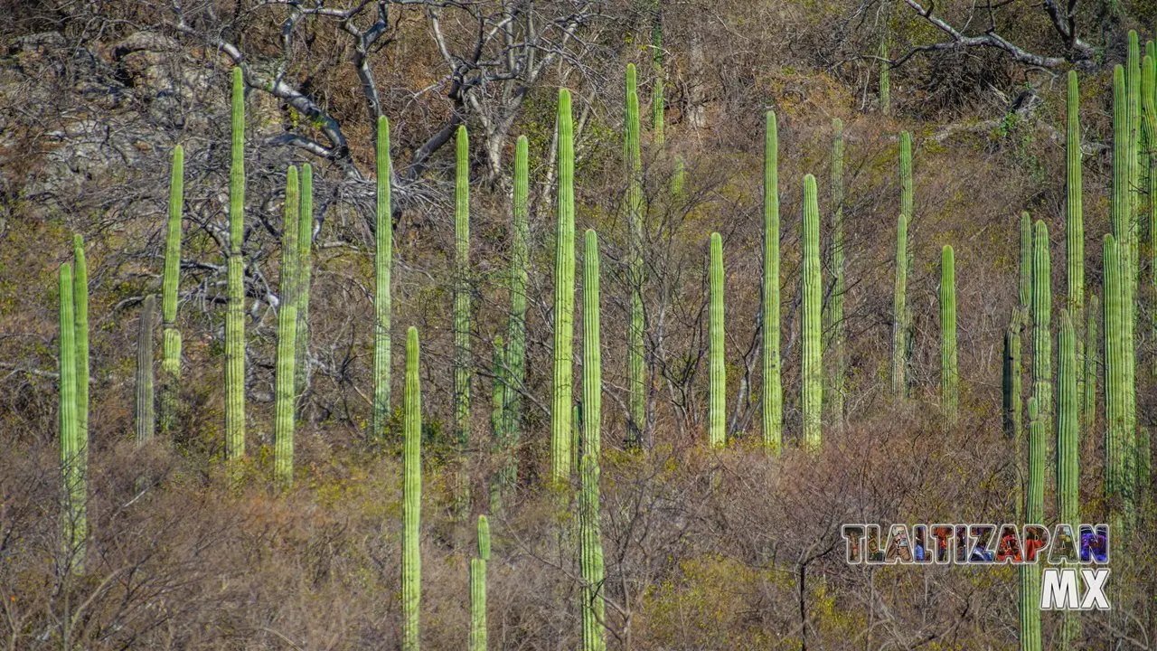 Organales de temilpa 07 de Marzo del 2019 | Coleccion multimedia | Tlaltizapan.mx